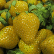 Yellow Strawberry Seeds