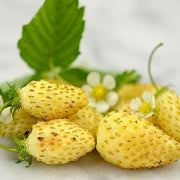 Yellow Wonder Alpine Strawberry Seeds