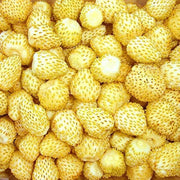 Yellow Wonder Alpine Strawberry Seeds