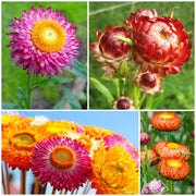 Strawflower Seeds, Xerochrysum bracteatum Flower Seeds