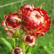 Strawflower Seeds, Xerochrysum bracteatum Flower Seeds
