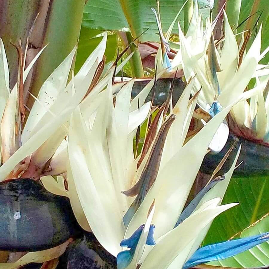 Cream Violet Strelitzia Seeds