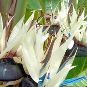 Cream Violet Strelitzia Seeds