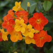Wildflower Streptosolen Seeds