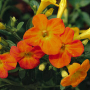 Wildflower Streptosolen Seeds