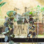 String of Hearts Seeds - Flower Plant For Home Gardens
