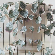 String of Hearts Seeds - Flower Plant For Home Gardens