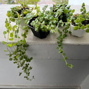 String of Hearts Seeds - Flower Plant For Home Gardens