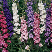 Larkspur Seeds – Consolida ajacis