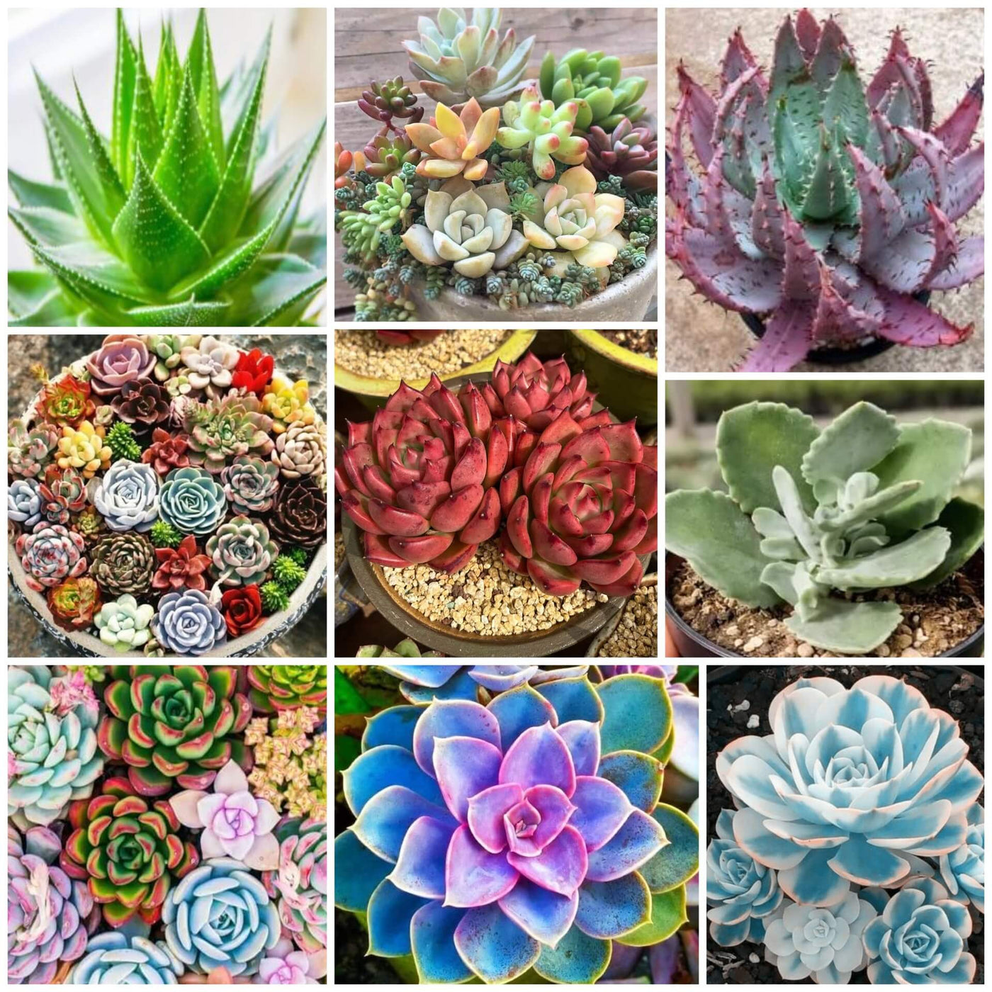Succulent Seeds - All In One For Home Gardens