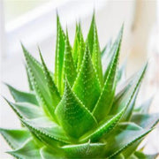 Succulent Seeds - All In One For Home Gardens