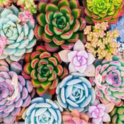 Succulent Seeds - All In One For Home Gardens
