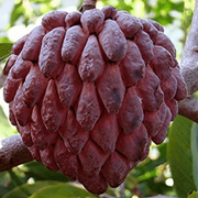 Custard Seeds, Annona squamosa Fruit Seeds