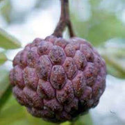 Custard Seeds, Annona squamosa Fruit Seeds