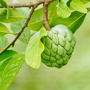 Custard Apple Seeds, Annona squamosa Fruit Seeds