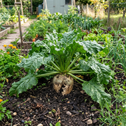 Sugar Beet Seeds – Beta vulgaris