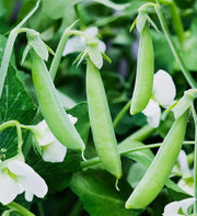 Sugar Snap Pea Seeds – Pisum sativum var. macrocarpon