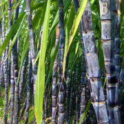 Sugarcane Seeds - for Home Gardens Seeds