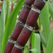 Red Sugarcane Seeds