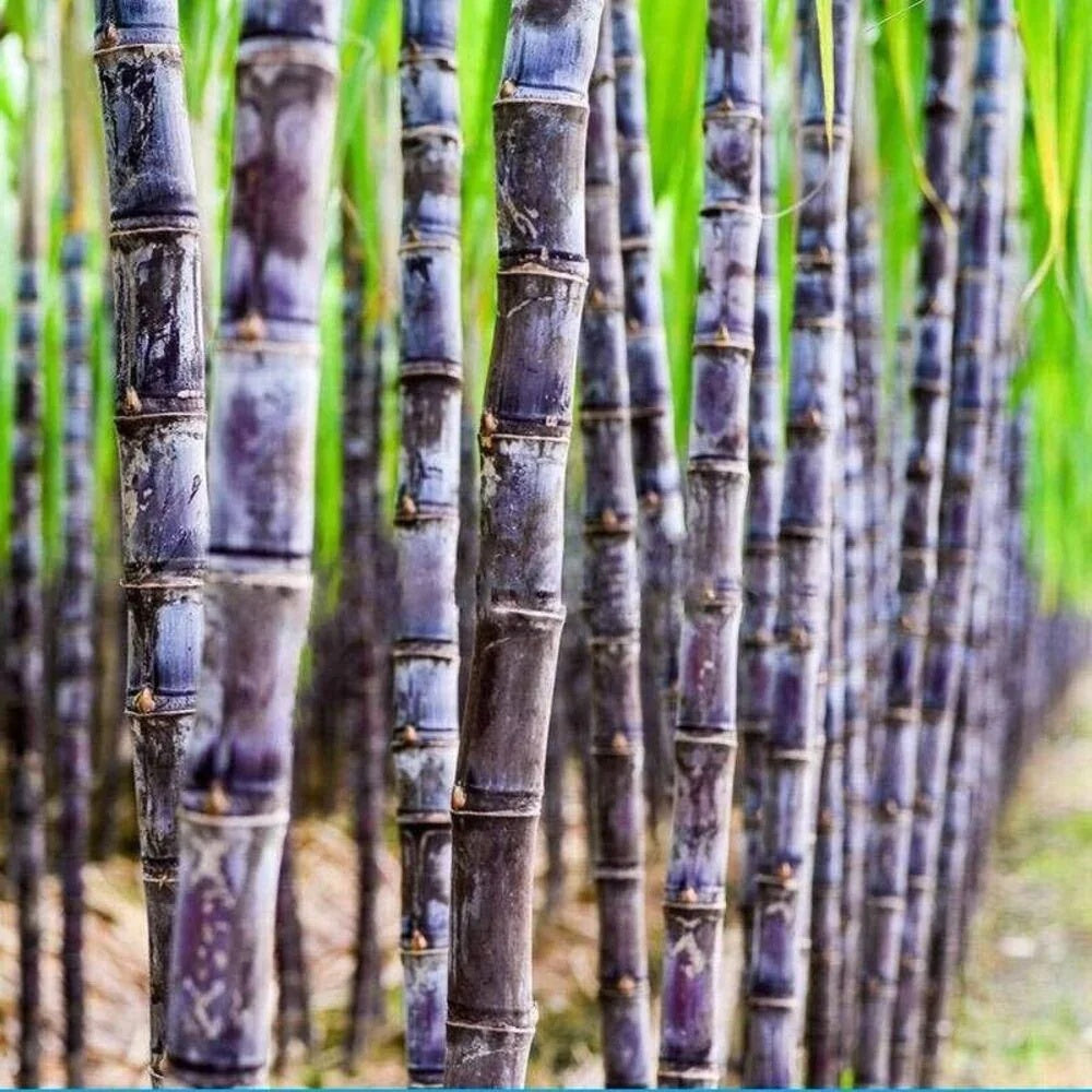 Sugarcane Seeds - for Home Gardens Seeds