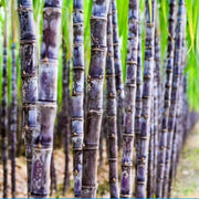 Sugarcane Seeds - for Home Gardens Seeds