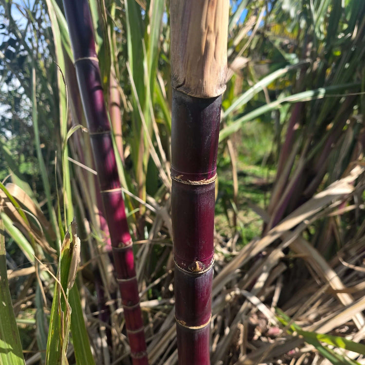 Red Sugarcane Seeds