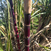 Red Sugarcane Seeds