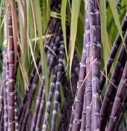 Sugarcane Seeds - for Home Gardens Seeds