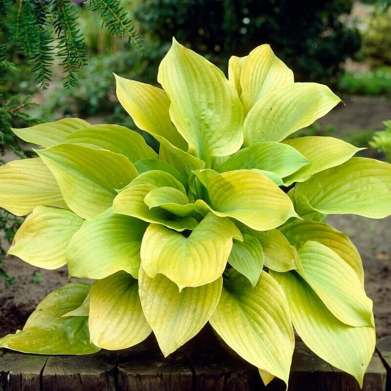 Sum And Substance Hosta Seeds - Flower Plant