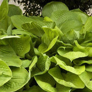 Sum And Substance Hosta Seeds - Flower Plant