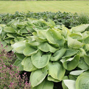 Sum And Substance Hosta Seeds - Flower Plant