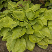 Sum And Substance Hosta Seeds - Flower Plant