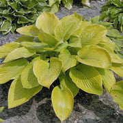 Sum And Substance Hosta Seeds - Flower Plant