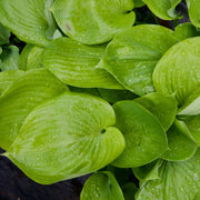 Sum And Substance Hosta Seeds - Flower Plant