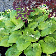Sum And Substance Hosta Seeds - Flower Plant
