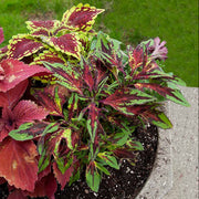 Summer Seeds, Plectranthus scutellarioides
