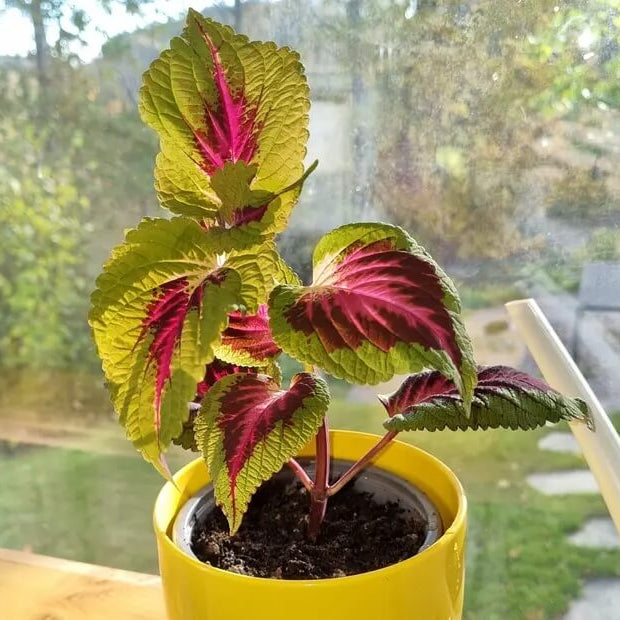 Summer Seeds, Plectranthus scutellarioides