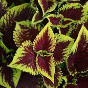 Summer Seeds, Plectranthus scutellarioides