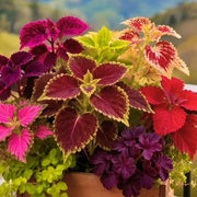 Summer Seeds, Plectranthus scutellarioides