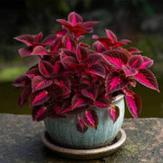Summer Seeds, Plectranthus scutellarioides