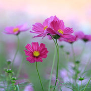 Cosmos Seeds – Cosmos bipinnatus
