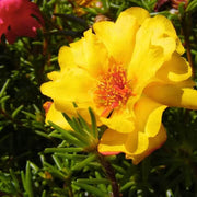 Summer Flower Garden Pack Seeds