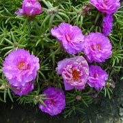 Summer Flower Garden Pack Seeds