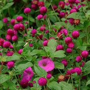 Summer Flower Garden Pack Seeds
