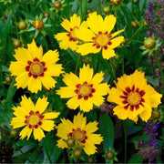 Summer Flower Garden Pack Seeds