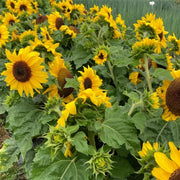 Summer Flower Garden Pack Seeds