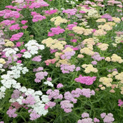 Yarrow Seeds, Achillea millefolium Flower Seeds