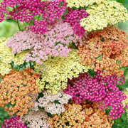 Yarrow Seeds, Achillea millefolium Flower Seeds