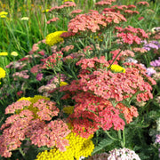 Yarrow Seeds, Achillea millefolium Flower Seeds