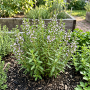 Summer Savory Seeds – Satureja hortensis